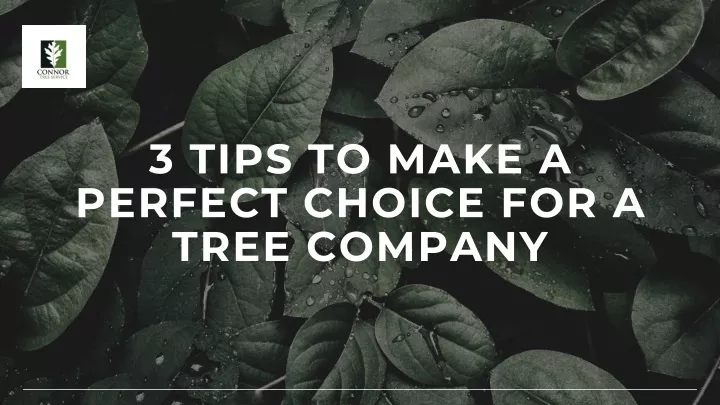 3 tips to make a perfect choice for a tree company