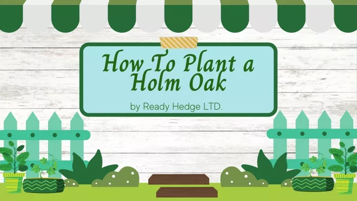 how to plant a holm oak by ready hedge ltd