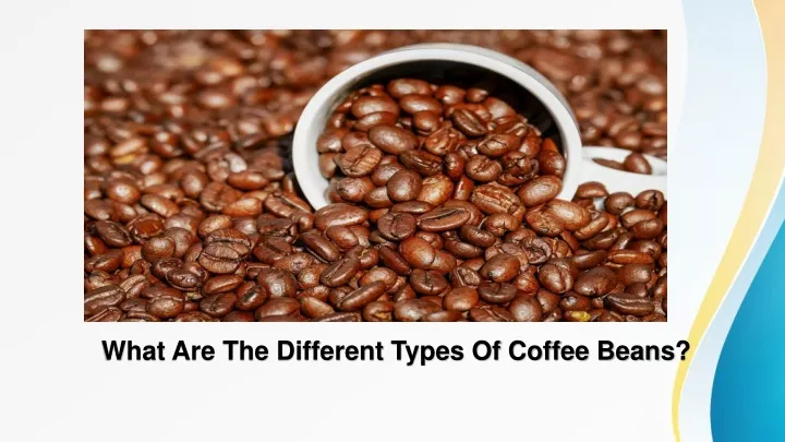 what are the different types of coffee beans