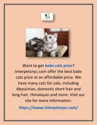 Babv Cats Price | Interpetsnyc.com