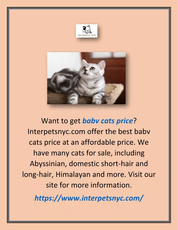 want to get babv cats price interpetsnyc