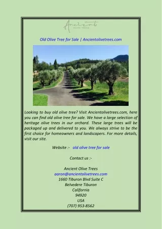 Old Olive Tree for Sale Ancientolivetrees.com