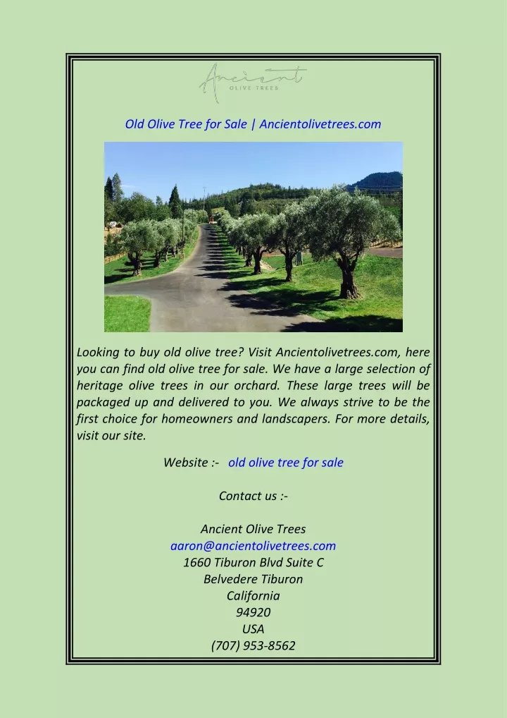 old olive tree for sale ancientolivetrees com