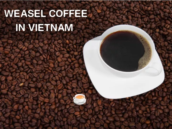 weasel coffee in vietnam