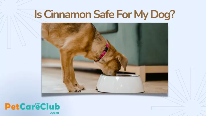 is cinnamon safe for my dog