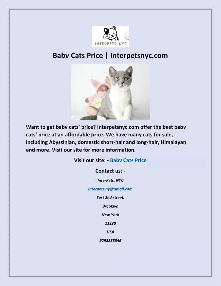 babv cats price interpetsnyc com