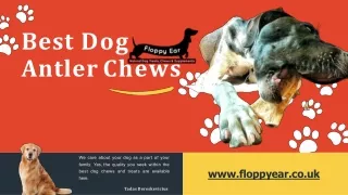 Best dog antler chews