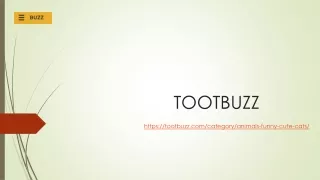 Cite Cats | Tootbuzz.com