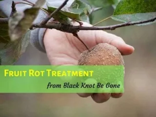 99.9% pure Organic Black Knot Be Gone-Helps in Fruit Rot Treatment