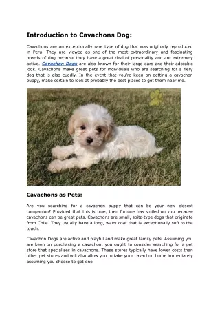 Cavachon Puppies Near Me For Sale At Cheap Price _ Mutt Store Online