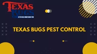 Rat Pest Control Near Me - Texas Bugs
