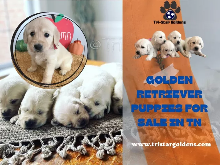 golden retriever puppies for sale in tn