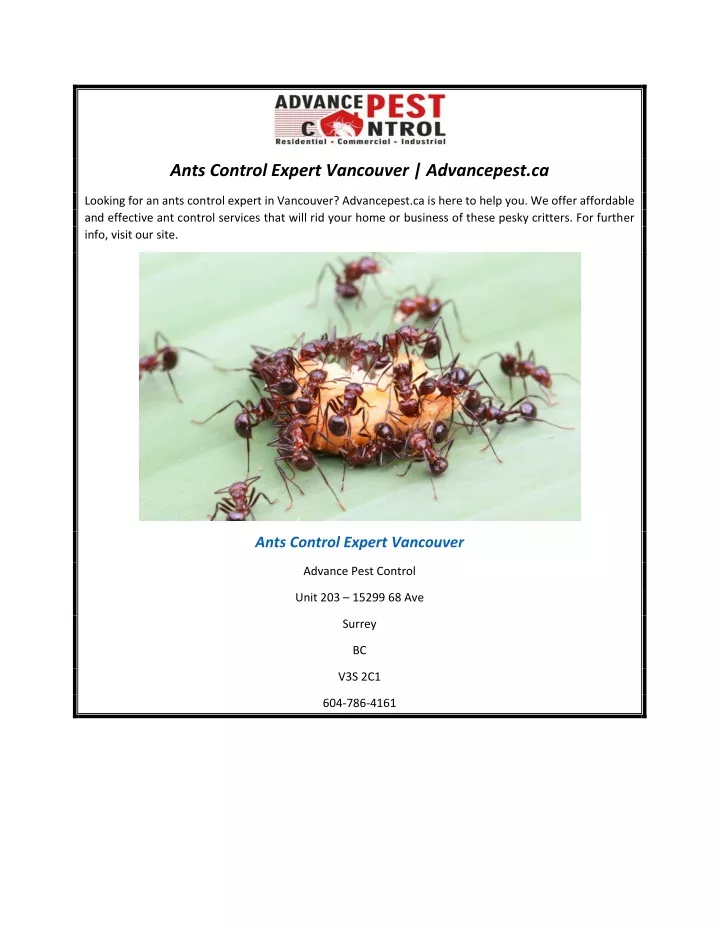 ants control expert vancouver advancepest ca