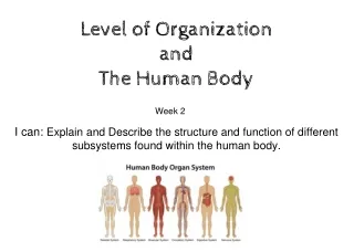 level of organization and the human body