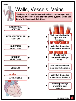 walls vessels veins