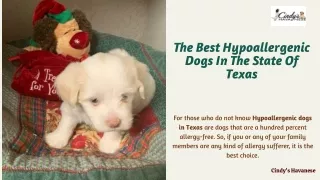 The Best Hypoallergenic Dogs In The State Of Texas