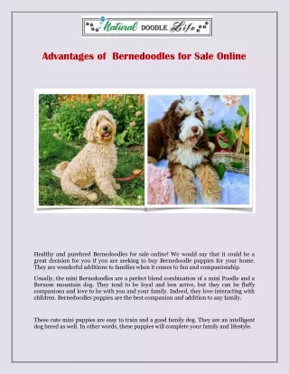 Advantages of Bernedoodles for Sale Online
