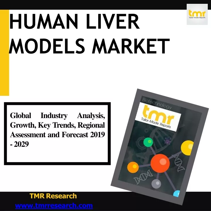 human liver models market