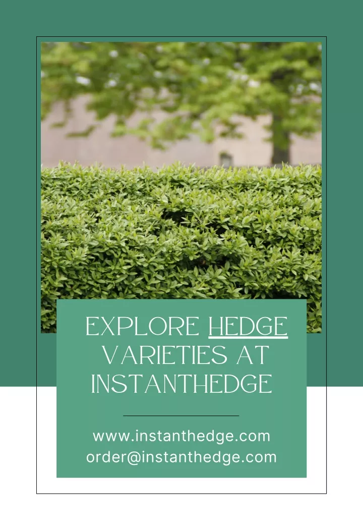 explore varieties at instanthedge