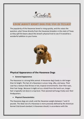 Know About The Right Havanese Breed In Texas?