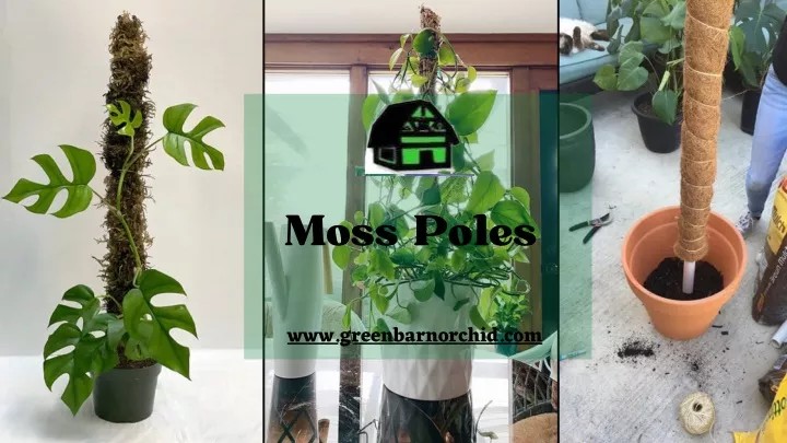 moss poles