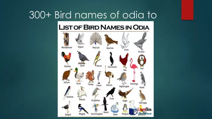 300 bird names of odia to english