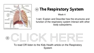 the respiratory system