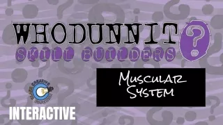 muscular system