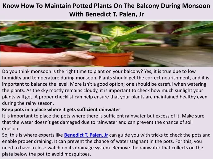 know how to maintain potted plants on the balcony during monsoon with benedict t palen jr