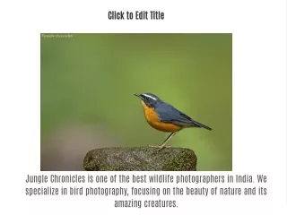 Best wildlife photographer in India - Jungle Chronicles