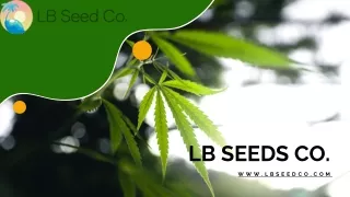 Buy Brothers Grimm Seeds | LB Seed Co