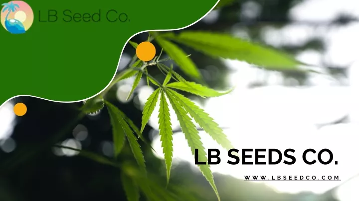 lb seeds co