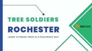 Learn to prune trees in a foolproof way - Tree Soldiers Rochester