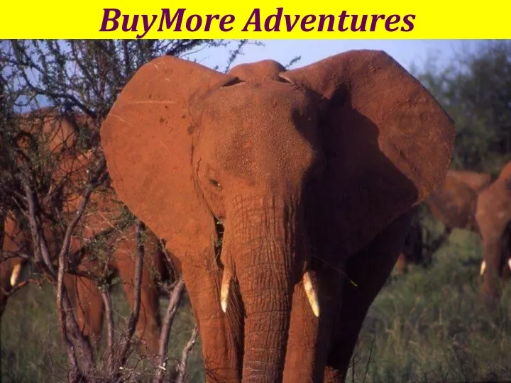 buymore adventures