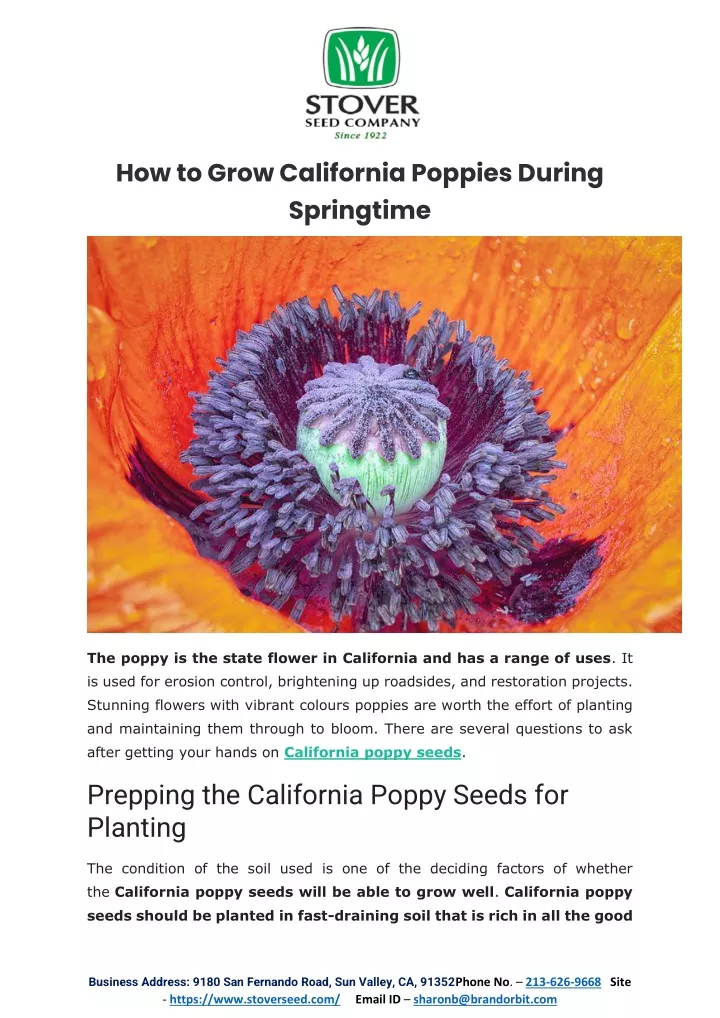 how to grow california poppies during springtime