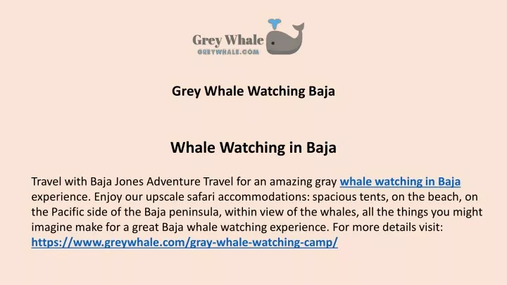 grey whale watching baja