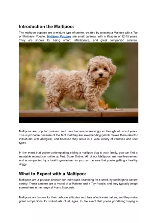 Maltipoo Puppies | Buy Maltipoo Online | Mutt Store Online