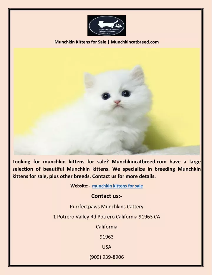 munchkin kittens for sale munchkincatbreed com