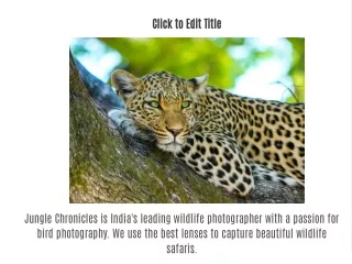 Best travel photographer in India  - Jungle chronicles
