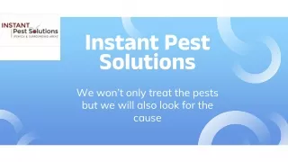 Pest & Termite Control Services in Brisbane