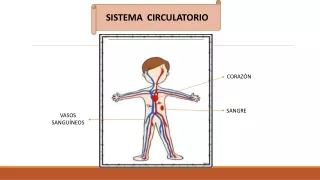 Sistema Circulatorio y Excretor