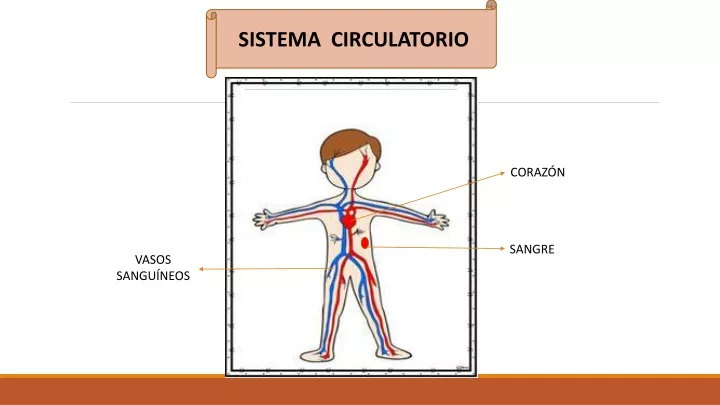PPT - Sistema Circulatorio y Excretor PowerPoint Presentation, free