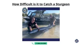 How Difficult is it to Catch a Sturgeon