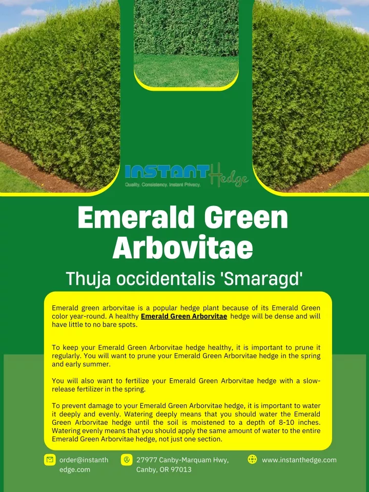 emerald green arbovitae thuja occidentalis smaragd