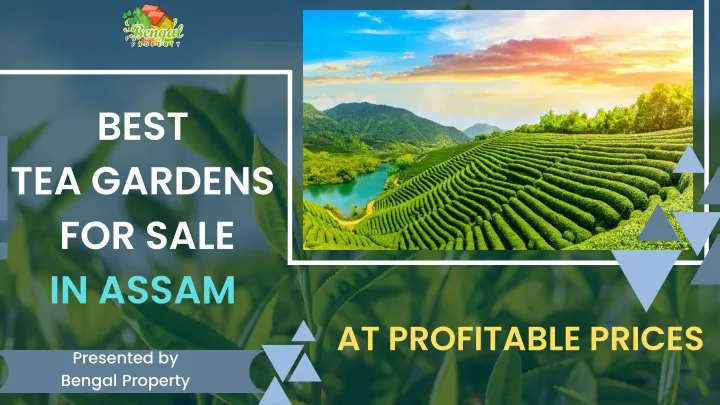 best tea gardens for sale in assam