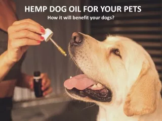 Some magical reasons to use Hemp dog oil for your dog