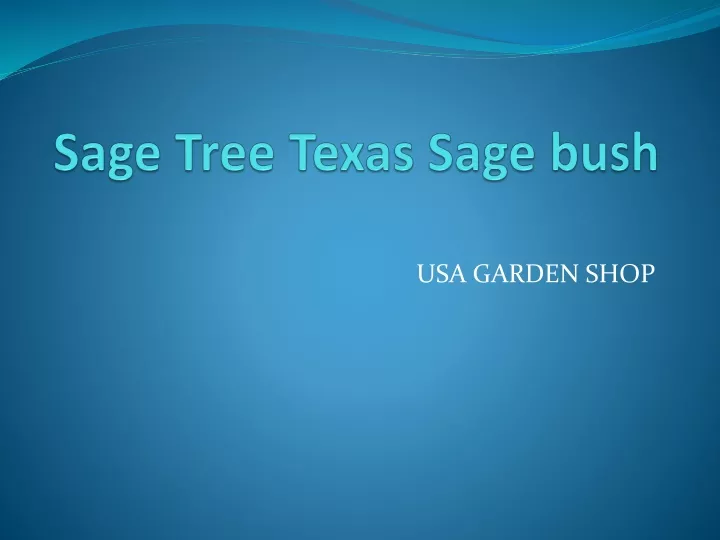 sage tree texas sage bush