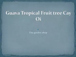 Guava Tropical Fruit tree Cay Oi