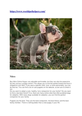 Buy French Bulldog