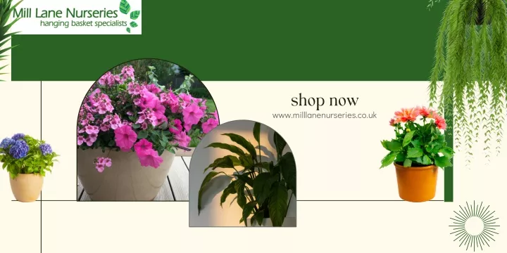 shop now www milllanenurseries co uk
